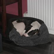 Amerikansk bulldog Bailey