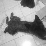 Cairn terrier lukas(:. solgt :-(((