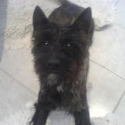 Cairn terrier lukas(:. solgt :-(((