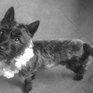 Cairn terrier lukas(:. solgt :-(((