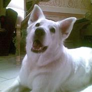 Hvid schæfer chiquita snowgirl (ziggi)