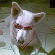 Hvid schæfer chiquita snowgirl (ziggi)