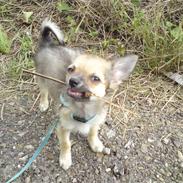 Chihuahua .•:*¨¨*:•.Mikkel.•:*¨¨*:•