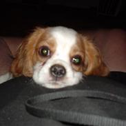 Cavalier king charles spaniel rikke