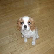 Cavalier king charles spaniel rikke