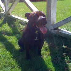 Staffordshire bull terrier Chico**