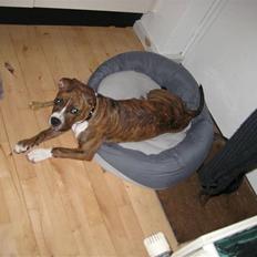 Amerikansk staffordshire terrier Cuba