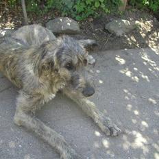 Irsk ulvehund Balrog <3