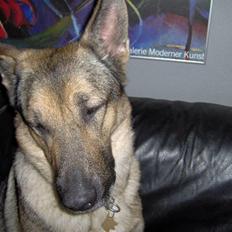 Schæferhund Fie - Hvil i fred