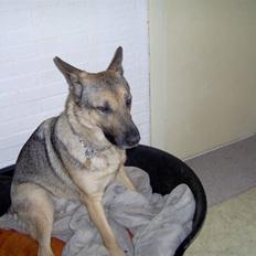 Schæferhund Fie - Hvil i fred