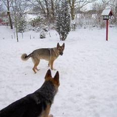 Schæferhund Fie - Hvil i fred
