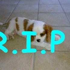 Cavalier king charles spaniel slottets sir. robin DØD