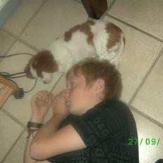 Cavalier king charles spaniel slottets sir. robin DØD