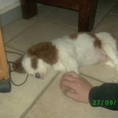 Cavalier king charles spaniel slottets sir. robin DØD