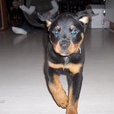 Rottweiler Basse 