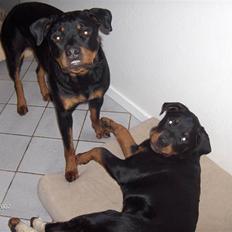 Rottweiler Basse 