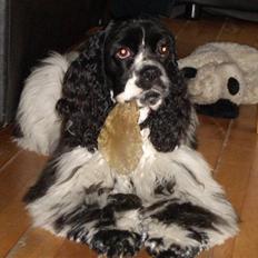 Amerikansk cocker spaniel Tryly yours kool chance