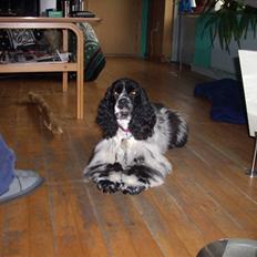 Amerikansk cocker spaniel Tryly yours kool chance