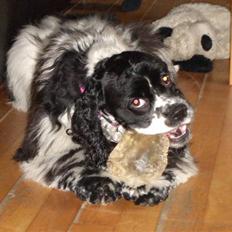 Amerikansk cocker spaniel Tryly yours kool chance