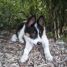 Border collie Malthe <3