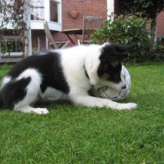 Border collie Malthe <3