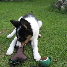 Border collie Malthe <3