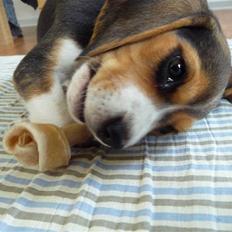Beagle Rosa