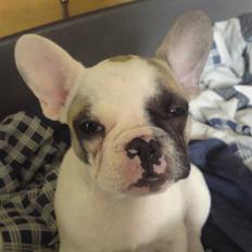 Fransk bulldog X-kanua www.teamtroya.dk