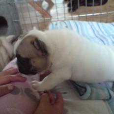 Fransk bulldog X-kanua www.teamtroya.dk