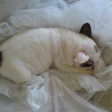 Fransk bulldog X-kanua www.teamtroya.dk