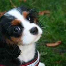 Cavalier king charles spaniel aZalias Super Karla