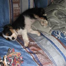 Cavalier king charles spaniel aZalias Super Karla