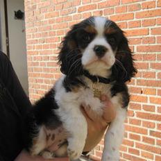 Cavalier king charles spaniel aZalias Super Karla