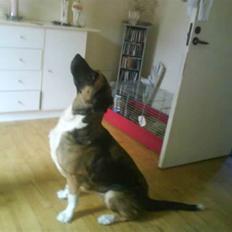 Blanding af racer Cindi # Blanding Hund #