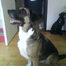 Blanding af racer Cindi # Blanding Hund #