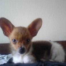 Chihuahua King <3 - Min mors