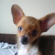 Chihuahua King <3 - Min mors