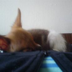 Chihuahua King <3 - Min mors