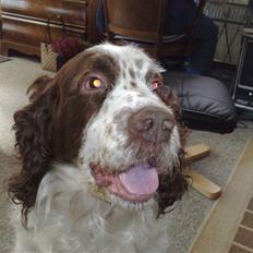 Engelsk springer spaniel Bølle (aflivet) ):