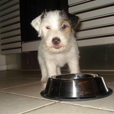 Jack russell terrier Elmer RIP 2023