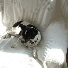 Dansk svensk gaardhund Tilde