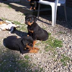 Rottweiler Rocky (R.I.P.)