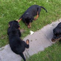 Rottweiler Rocky (R.I.P.)