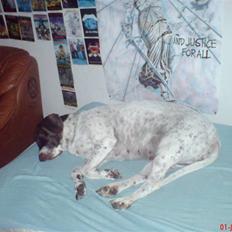 Gammel dansk hønsehund Perle