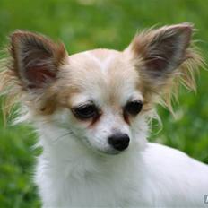 Chihuahua Malou  "lulle Pigen"