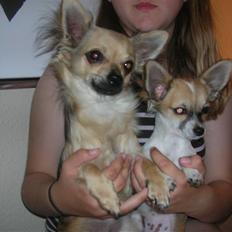 Chihuahua Malou  "lulle Pigen"