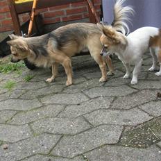 Chihuahua Malou  "lulle Pigen"