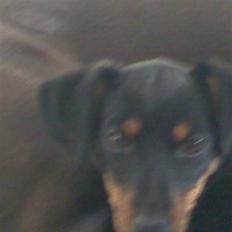 Blanding af racer mingus