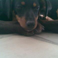 Blanding af racer mingus