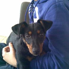 Blanding af racer mingus